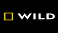 National Geographic Wild kanal logosu siyah arka plan üzerinde sarı çerçeveli kutu ile
